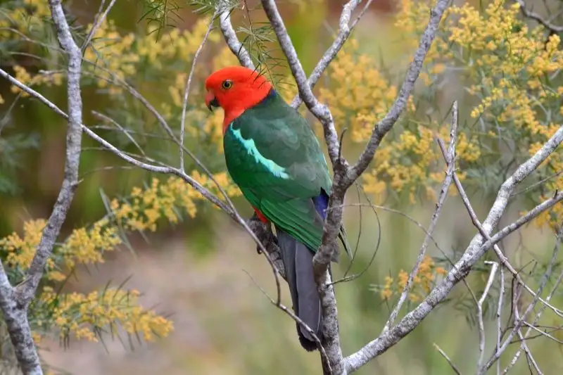 Main view of Homely house listing, 12 Francis Court, Oakhurst QLD 4650