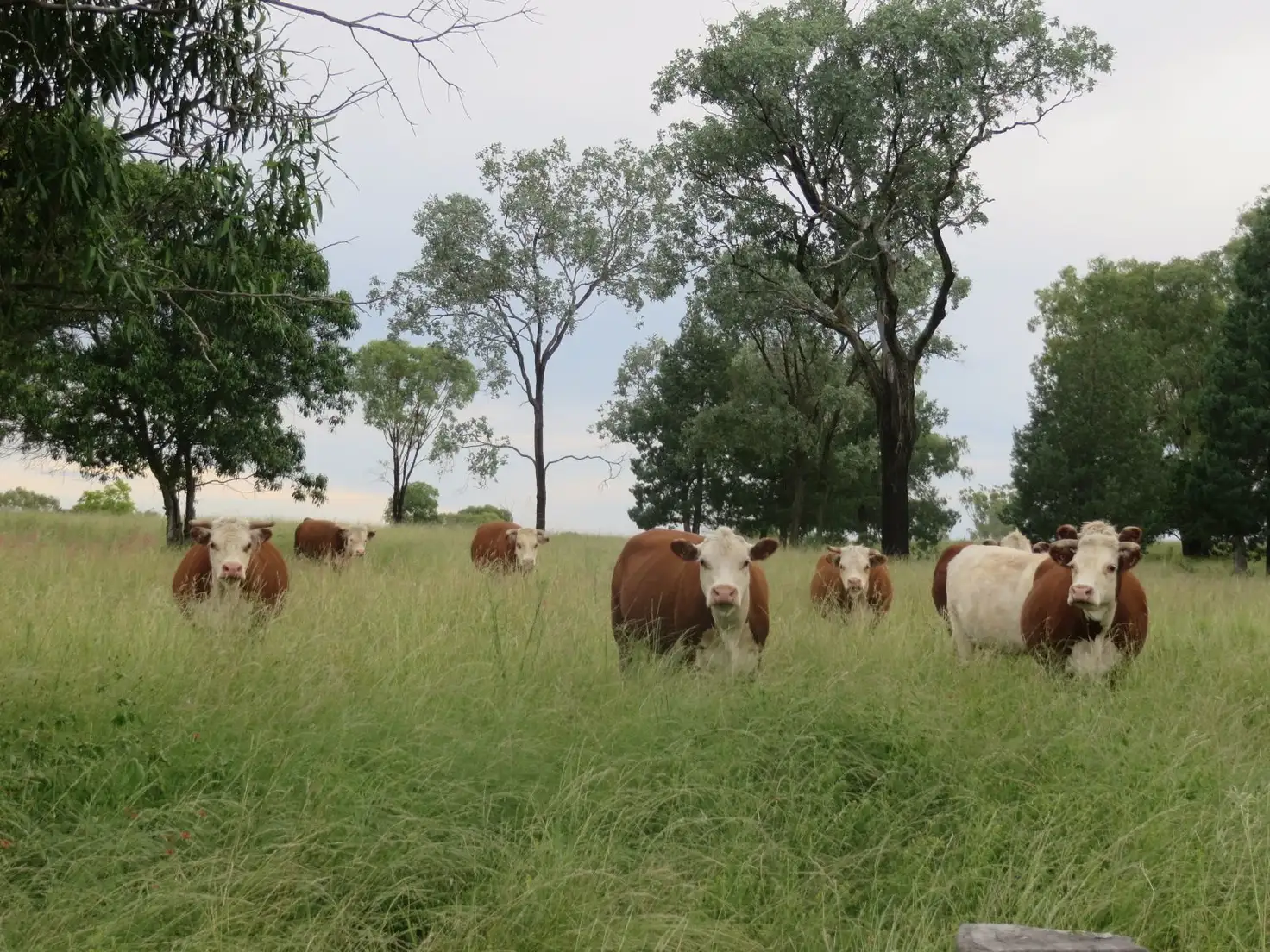 Main view of Homely rural property listing, 5 Hibbert Road, Linthorpe QLD 4356
