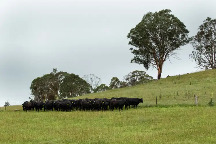 Sixth view of Homely rural property listing, 633 Black Mountain Road, Guyra NSW 2365
