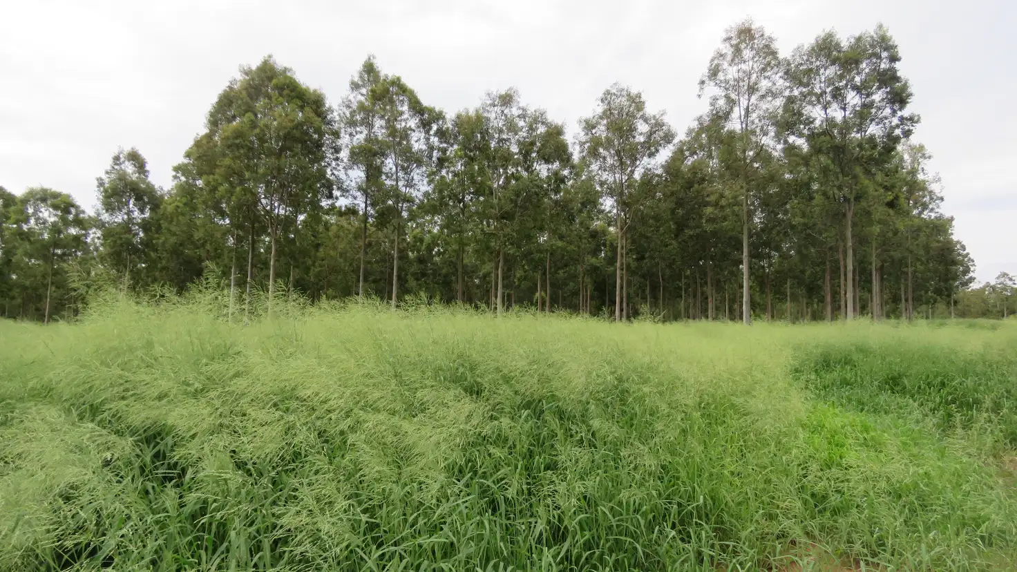 Main view of Homely rural property listing, Lot 23 & 24 Proston Boondooma Road, Brigooda, Proston QLD 4613