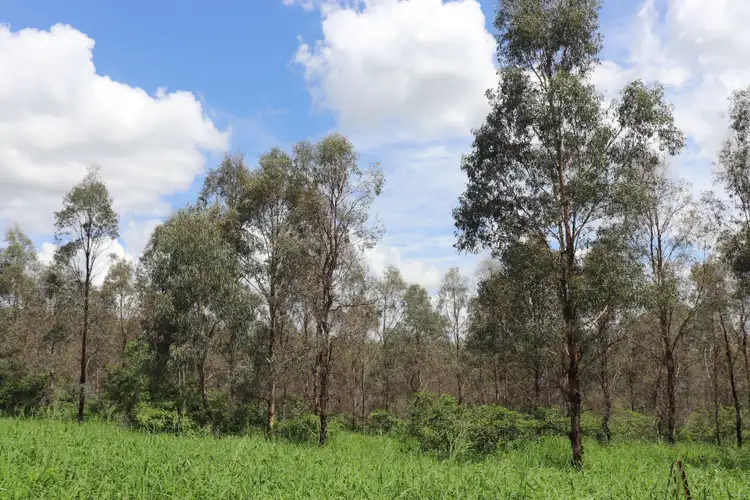 Seventh view of Homely rural property listing, 356 McLeods Road, Monto QLD 4630