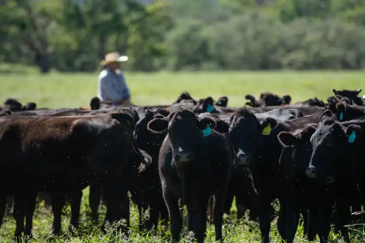 Second view of Homely rural property listing, 302 Caroda Road, Bingara NSW 2404