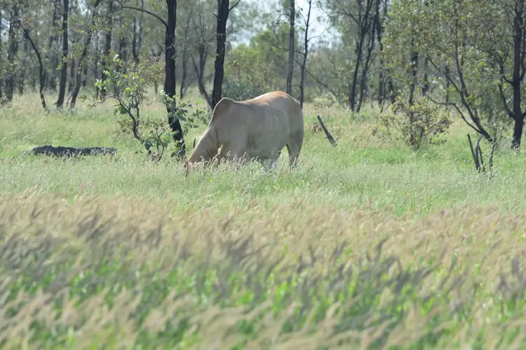 Main view of Homely rural property listing, 54726 Capricorn Highway, Barcaldine QLD 4725