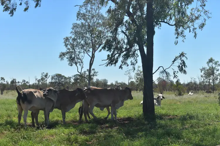 Second view of Homely rural property listing, 54726 Capricorn Highway, Barcaldine QLD 4725