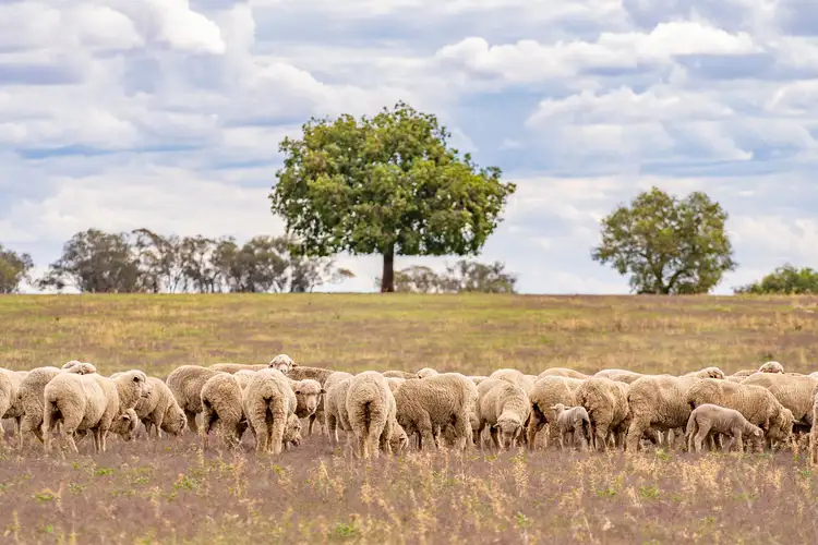 Nevada Park ,Gee Lane, Wattamondara NSW 2794