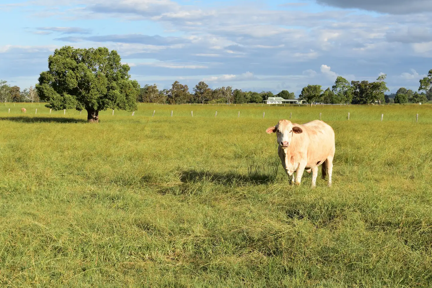 Main view of Homely rural property listing, 680 McDonalds Bridge Road, Dyraaba NSW 2470