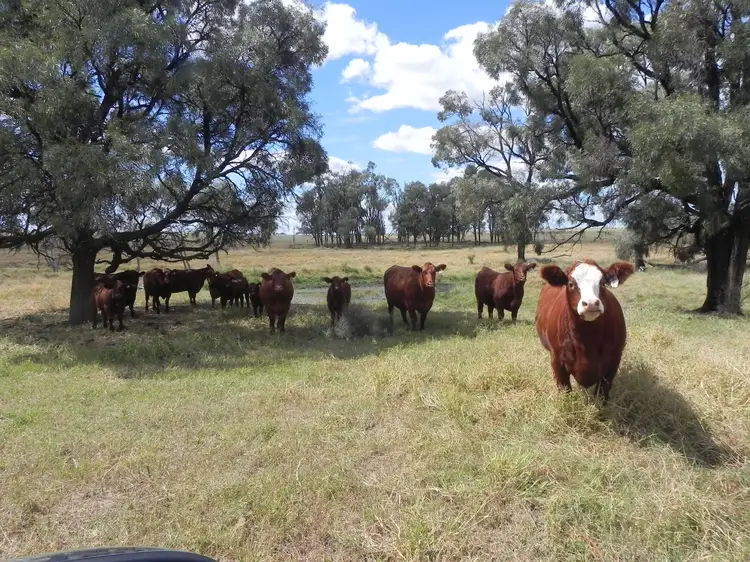 1075 Kooroongarra Road, Lavelle, Millmerran QLD 4357