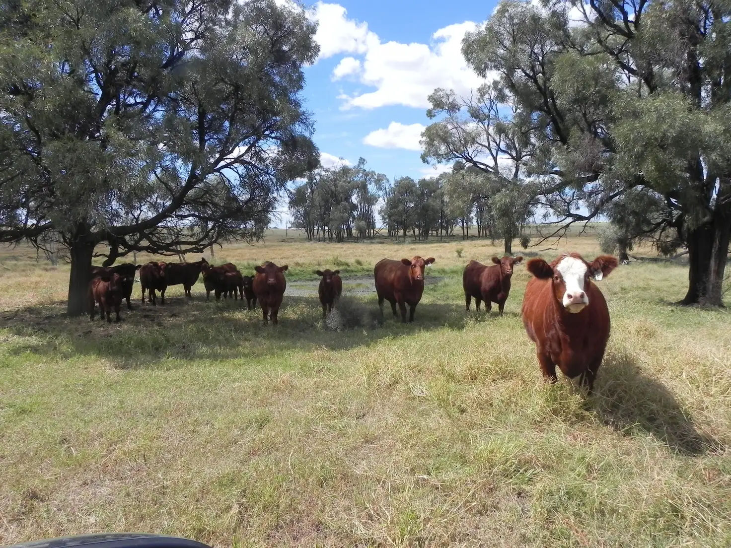 Main view of Homely rural property listing, 1075 Kooroongarra Road, Lavelle, Millmerran QLD 4357
