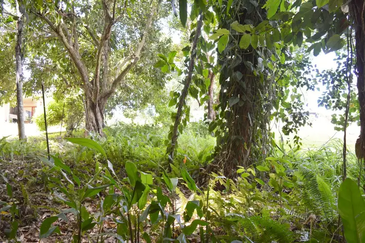 Seventh view of Homely land listing, 16 Royal Palm Drive, Mission Beach QLD 4852