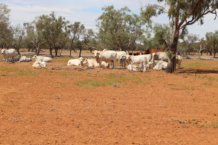 Fifth view of Homely rural property listing, 0 Balonne Highway, Cunnamulla QLD 4490