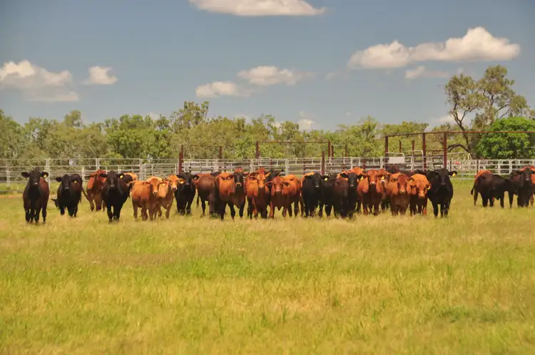 Fifth view of Homely rural property listing, "Yatton" May Downs Road, Clarke Creek QLD 4705