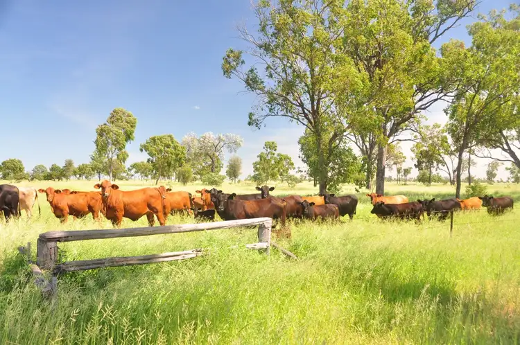 Sixth view of Homely rural property listing, "Yatton" May Downs Road, Clarke Creek QLD 4705