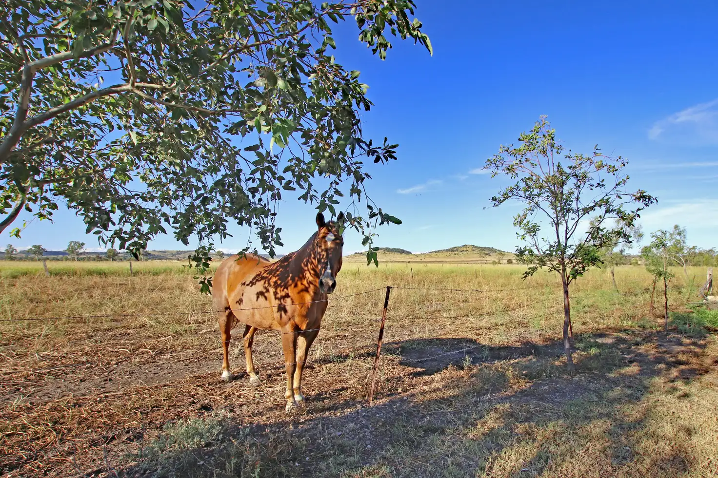 Main view of Homely rural property listing, 102 Cocks Millard Road, Thangool QLD 4716