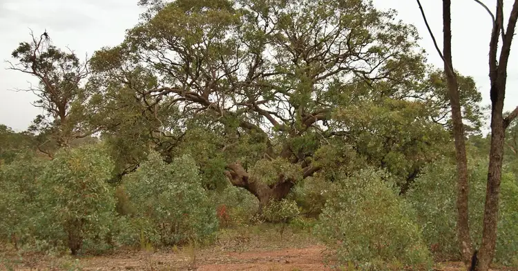 Fourth view of Homely land listing, 49 Bates Court, Heathcote VIC 3523