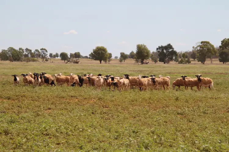 Third view of Homely rural property listing, 378 WEENGALLON - DAYMAR Road, Weengallon QLD 4497
