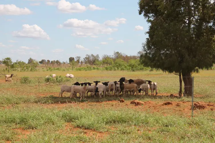 Seventh view of Homely rural property listing, 378 WEENGALLON - DAYMAR Road, Weengallon QLD 4497