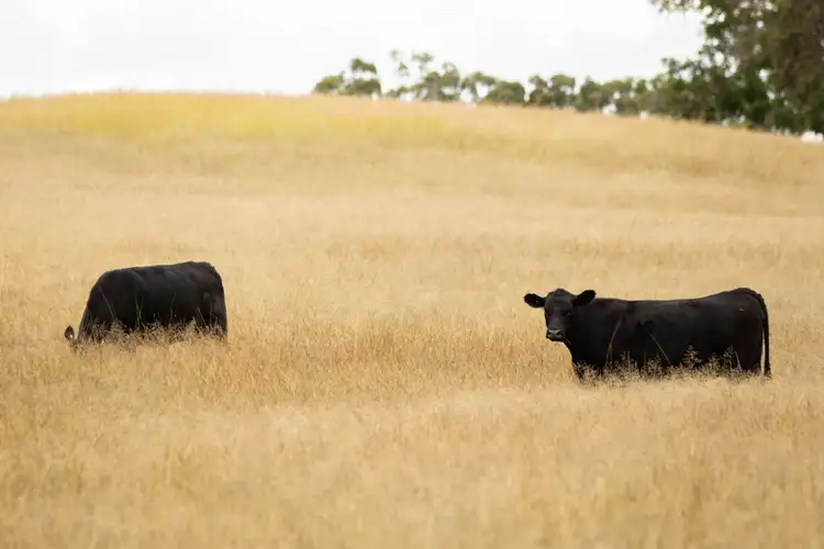 Sixth view of Homely rural property listing, 68 Ross Road, Tenterfield NSW 2372