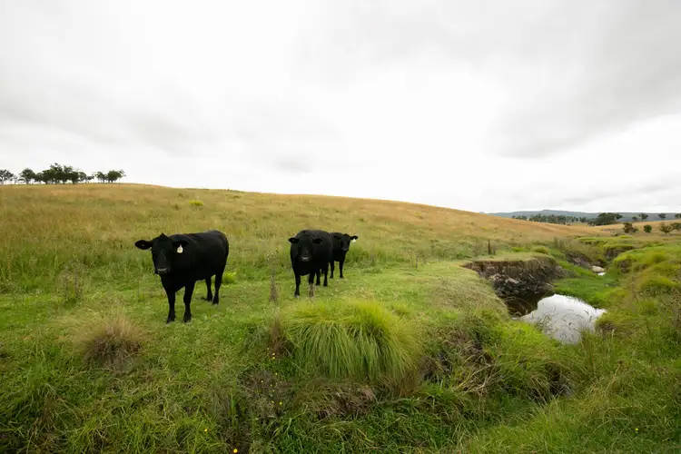 Fifth view of Homely rural property listing, 11032 Bruxner Highway, Tenterfield NSW 2372