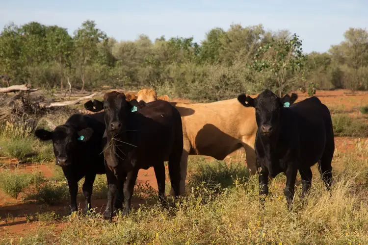 Sixth view of Homely rural property listing, 69450 Warrego Highway, Charleville QLD 4470