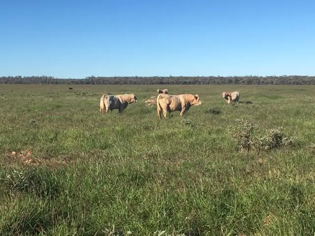 Third view of Homely rural property listing, 69450 Warrego Highway, Charleville QLD 4470