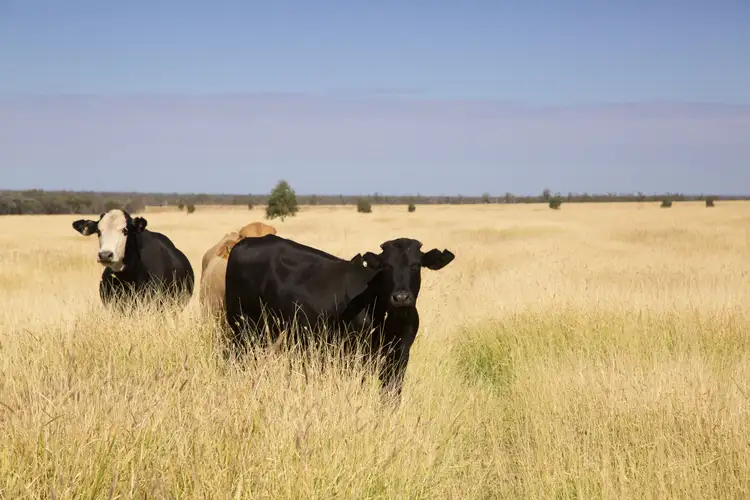 Fifth view of Homely rural property listing, 69450 Warrego Highway, Charleville QLD 4470