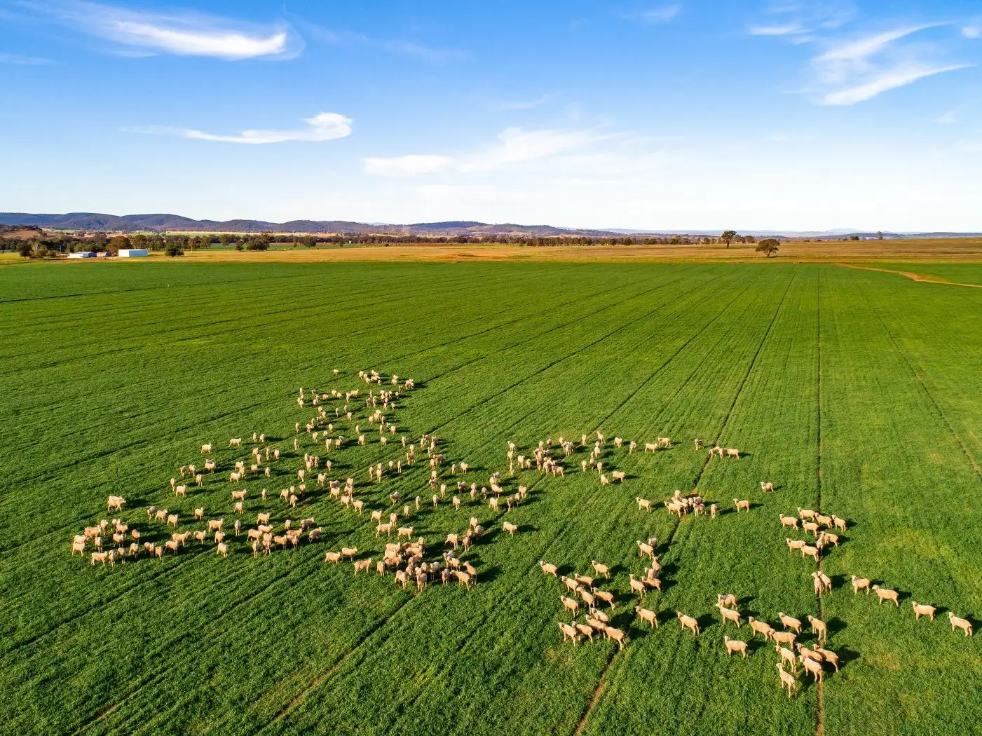 Main view of Homely rural property listing, 58 Sugarloaf Lane, Canowindra NSW 2804