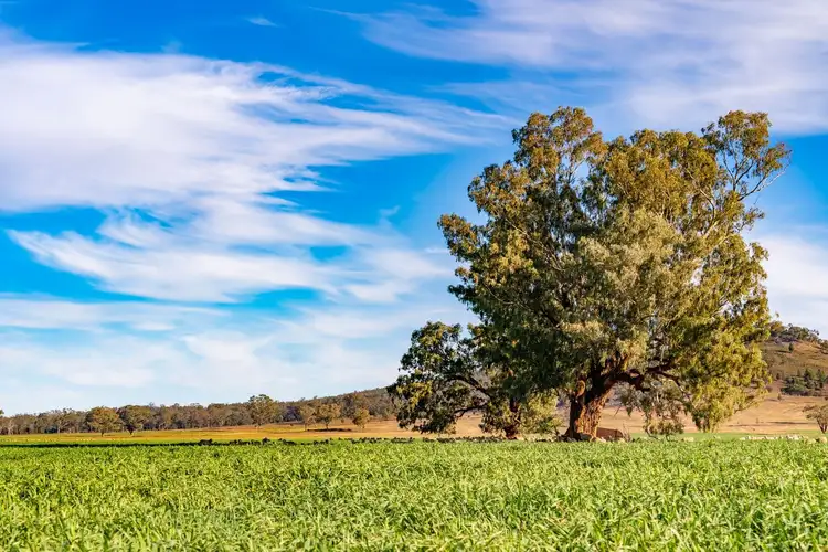 Fifth view of Homely rural property listing, 58 Sugarloaf Lane, Canowindra NSW 2804