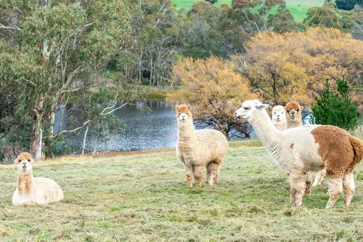 Second view of Homely rural property listing, 2484A Great Western Highway, Meadow Flat NSW 2795