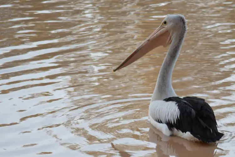 Second view of Homely land listing, 5 Brolga Street, Macleay Island QLD 4184