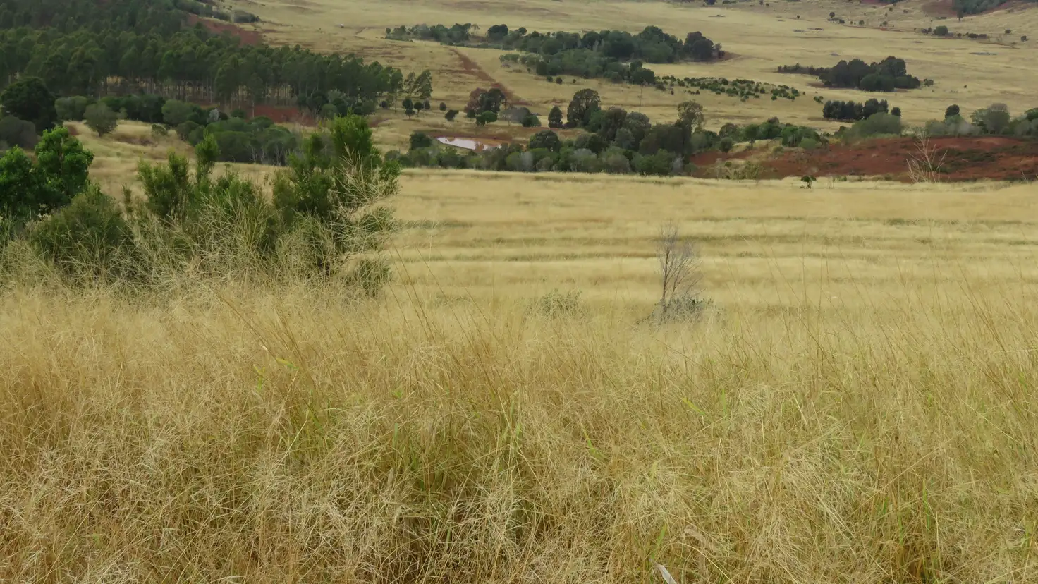 Main view of Homely rural property listing, 31 Howard Road, Speedwell QLD 4613