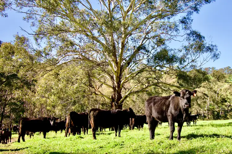 Sixth view of Homely rural property listing, 394 Mount Olive Road, Oberon NSW 2787