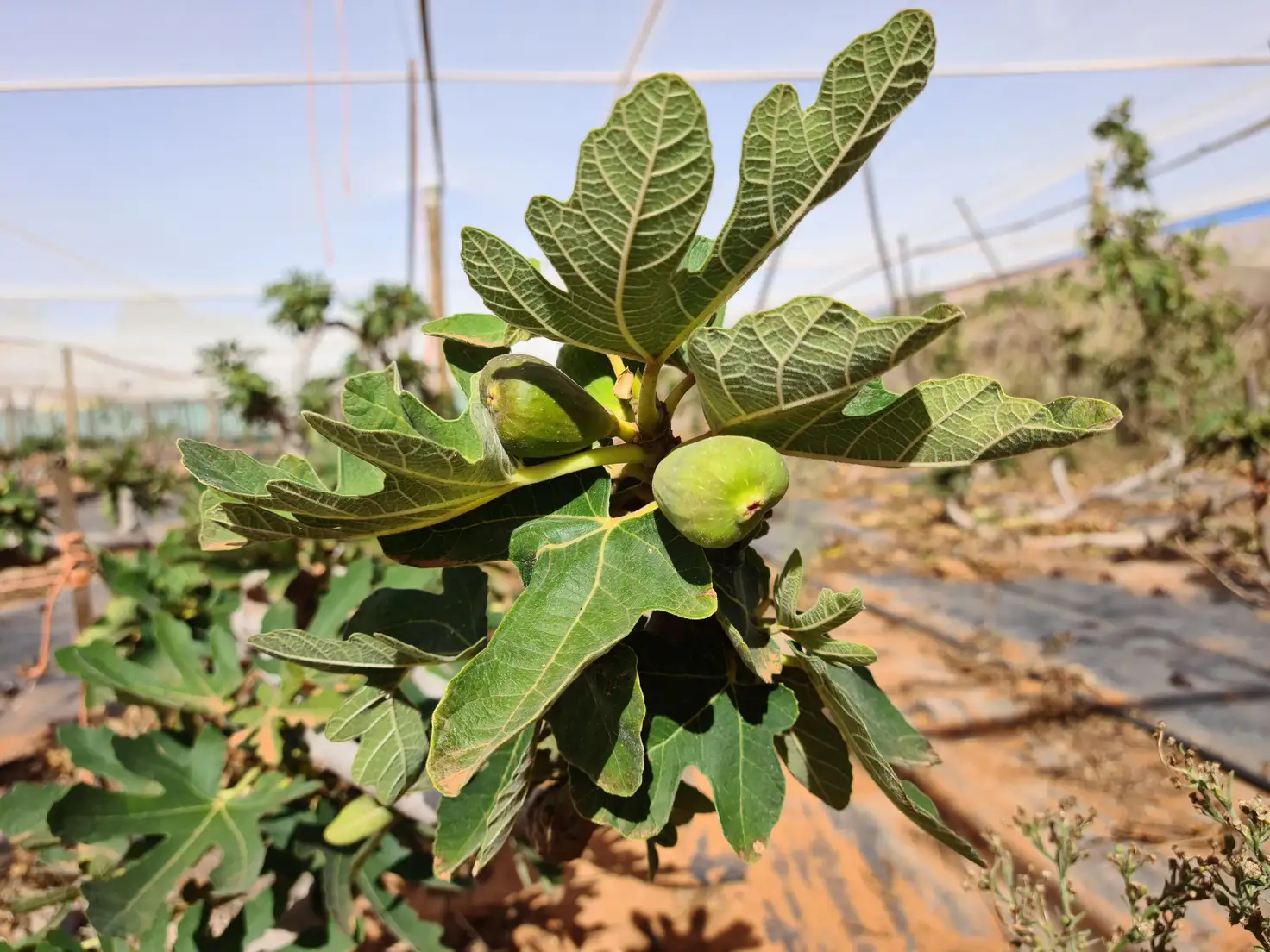 Main view of Homely land listing, 24 Margaret Row, Carnarvon WA 6701