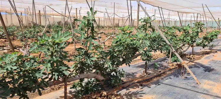 Fifth view of Homely land listing, 24 Margaret Row, Carnarvon WA 6701