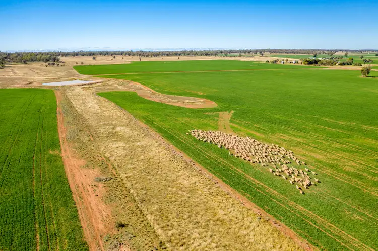Main view of Homely rural property listing, 3502 Numalla Road, Peak Hill NSW 2869