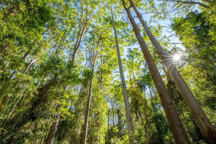 Fourth view of Homely land listing, 268 Kinmond Creek Road, Cootharaba QLD 4565