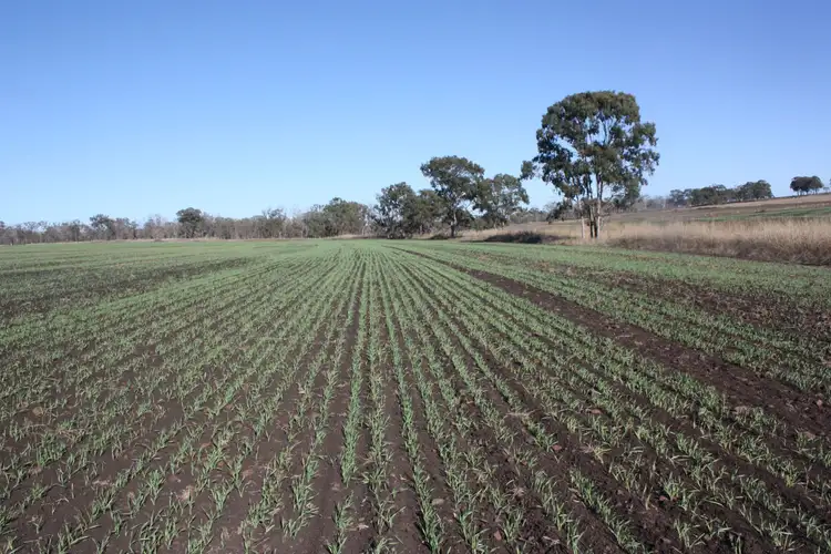 Second view of Homely rural property listing, 0 Wiemers Road, Broxburn QLD 4356