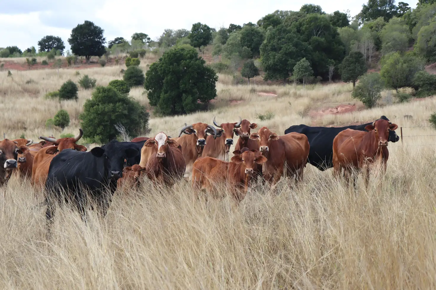 Main view of Homely rural property listing, 190 Elbow Road, Murgon QLD 4605