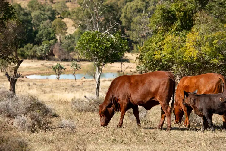 Fifth view of Homely rural property listing, 974 Bunya Mountains Maclagan Road, Maclagan QLD 4352