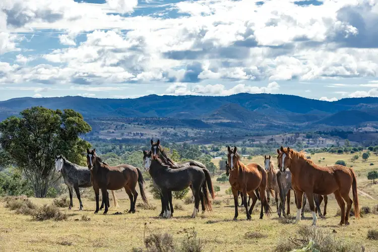 Sixth view of Homely rural property listing, 974 Bunya Mountains Maclagan Road, Maclagan QLD 4352