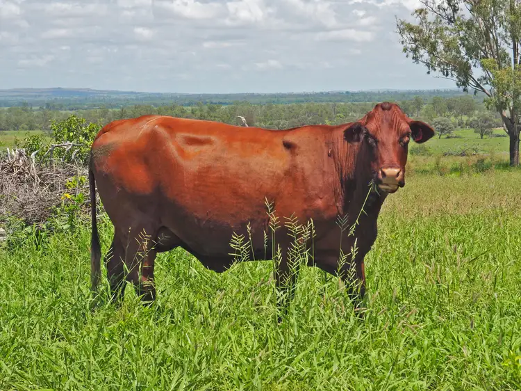 Seventh view of Homely rural property listing, 215 Fiveways Mount Eugene Road, Goovigen QLD 4702
