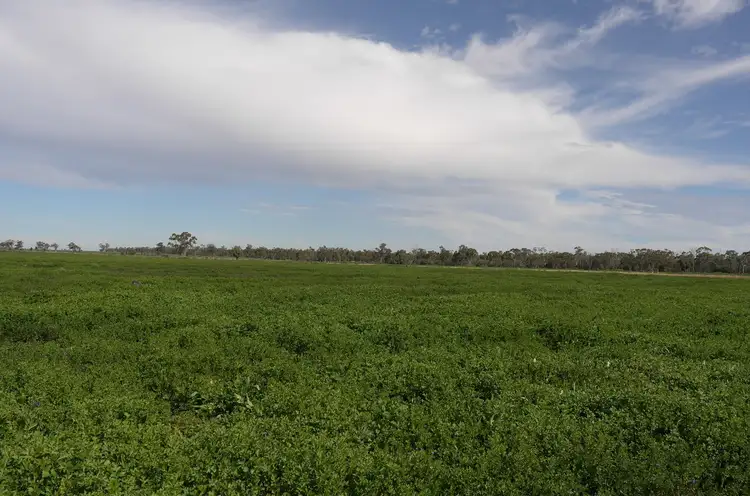 Fifth view of Homely rural property listing, Farm 3953 Gilgai Road, Hermidale NSW 2831