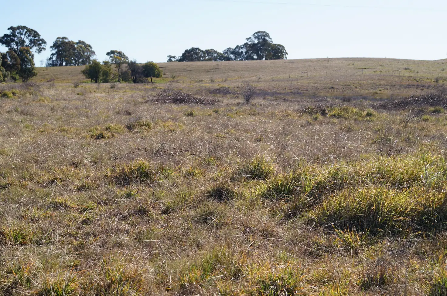 Main view of Homely land listing, 134 Long Swamp Road, Forest Reefs NSW 2798