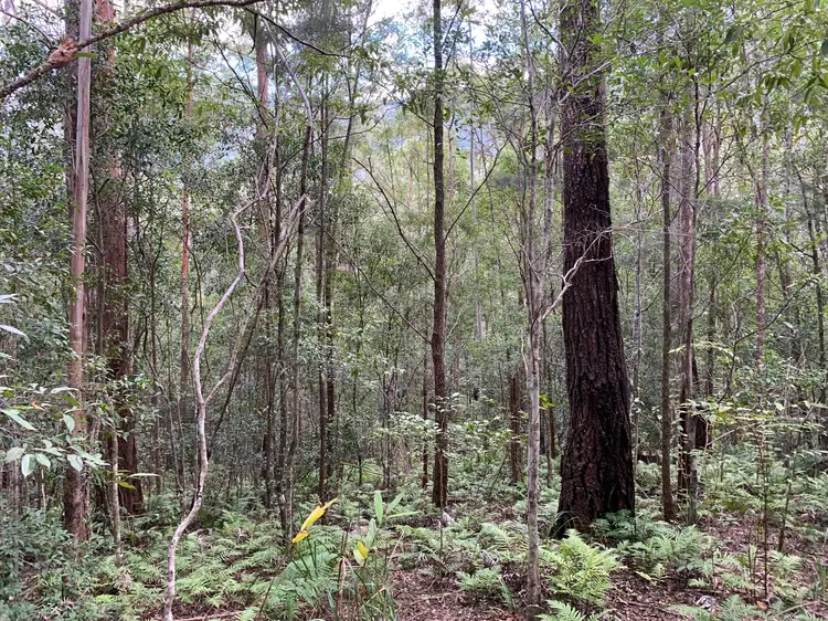 Fourth view of Homely rural property listing, Lot 13, 215 Everinghams Road, Pumpenbil NSW 2484