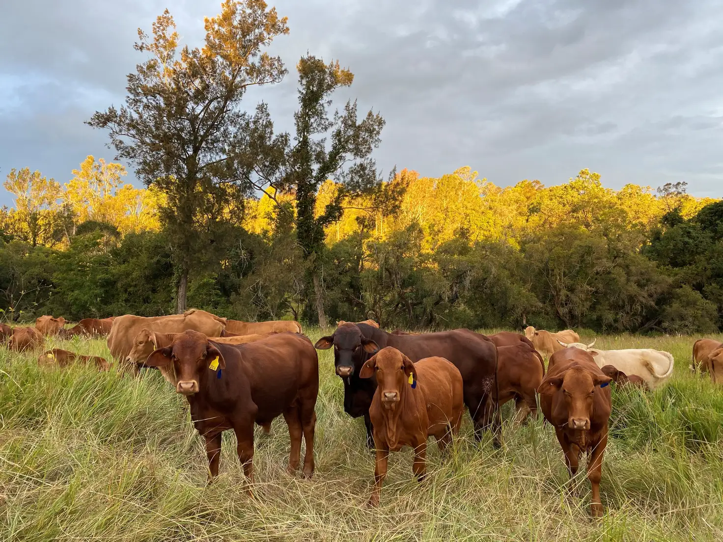 Main view of Homely land listing, Gate 60 Dayboro Road, Rush Creek QLD 4521