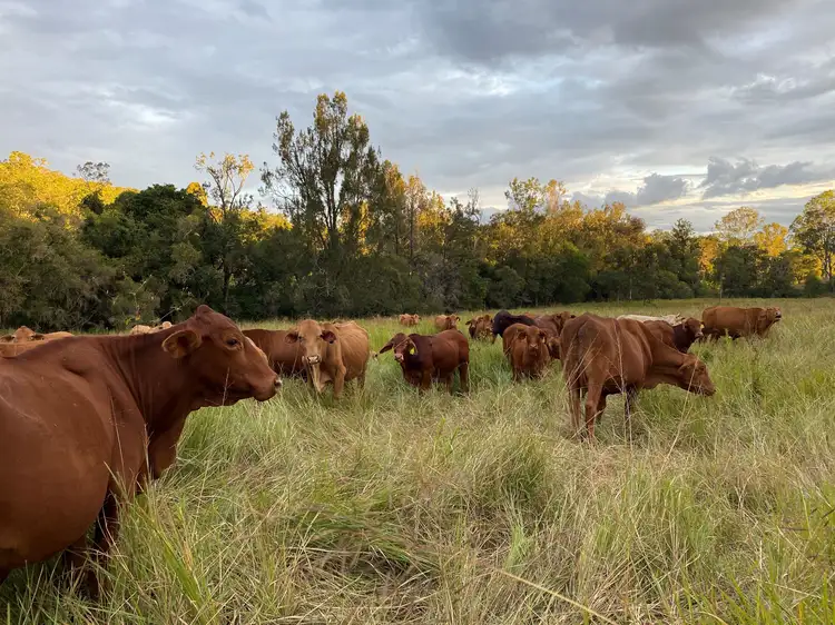 Sixth view of Homely land listing, Gate 60 Dayboro Road, Rush Creek QLD 4521