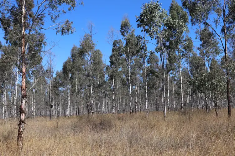 Seventh view of Homely rural property listing, Lot 26 Mundubbera-Durong Road, Boondooma QLD 4613