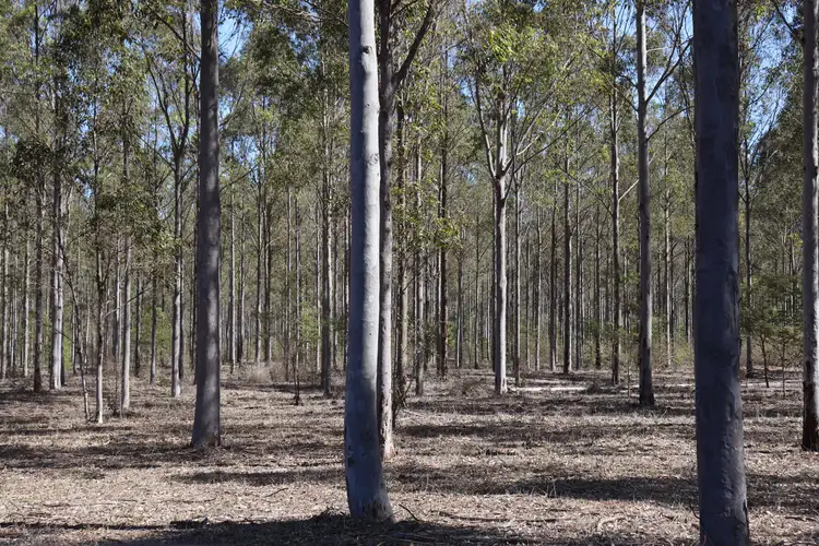Seventh view of Homely rural property listing, 3 Offerings Top Gurgeena Road, Gurgeena QLD 4626