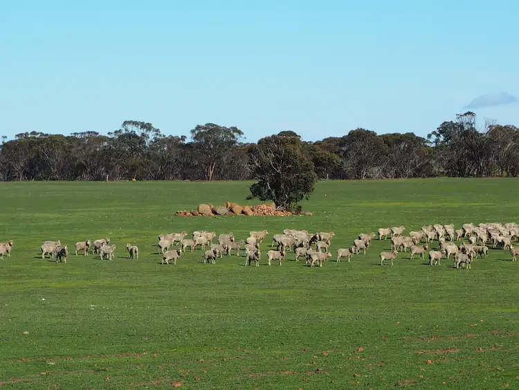 Third view of Homely rural property listing, Somerset 359 Jam Creek Road, Tambellup WA 6320