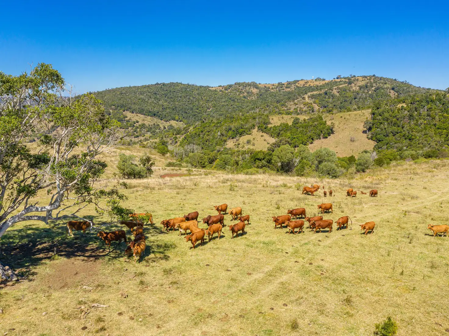 Main view of Homely rural property listing, Lot 86 Kanigan Road, Kanigan QLD 4570