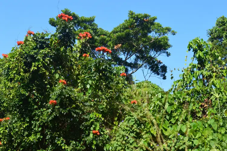 Fourth view of Homely land listing, 63 Cutten Street, Bingil Bay QLD 4852